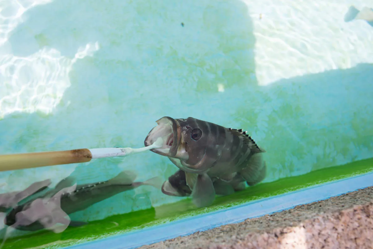 Cover Image of the Post