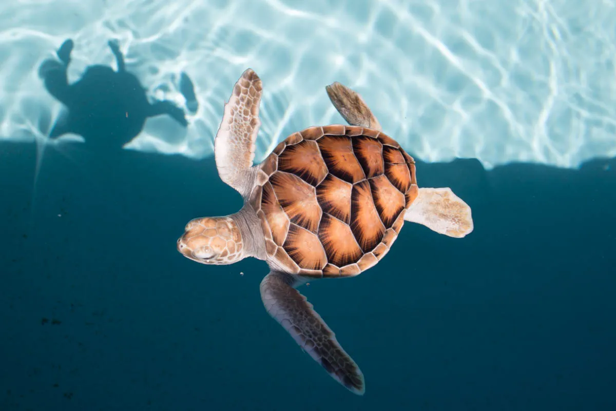 Cover Image of the Post